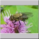 Pollenia sp - Fleischfliege m01.jpg